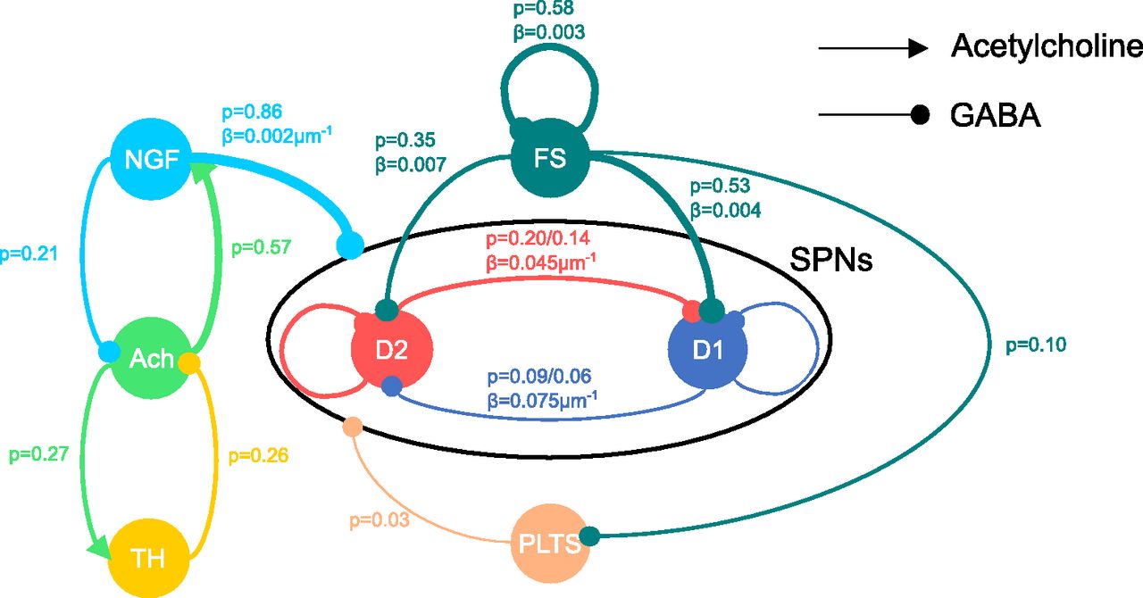 Bayesian Mapping of the Striatal Microcircuit Reveals Robust Asymmetries in the Probabilities and Distances of Connections