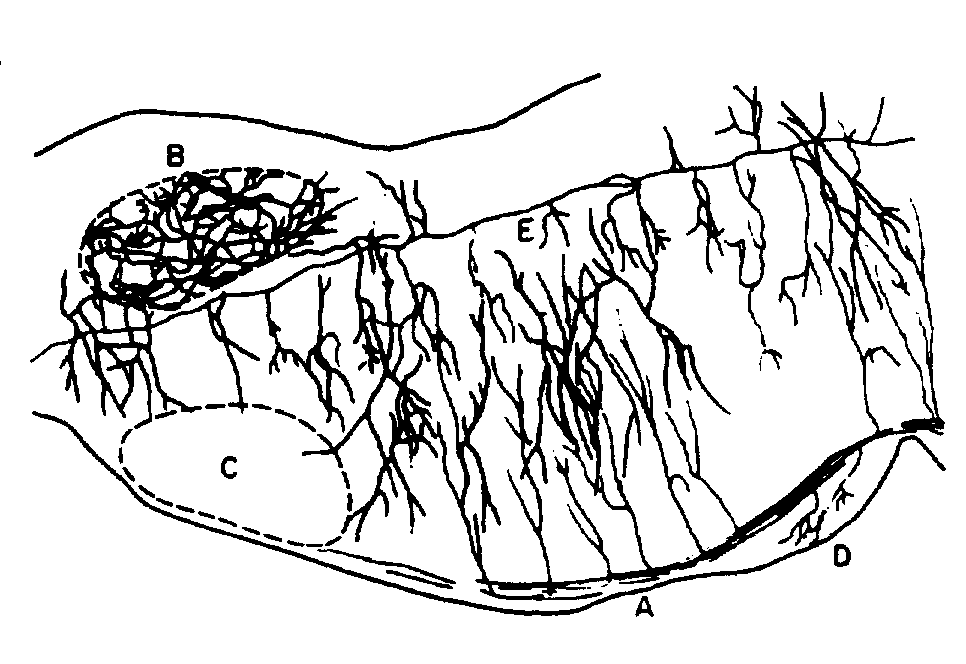 The medial reticular formation: a brainstem substrate for simple action selection?